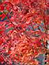 acer_palmatum_ao_kanzashi_2.JPG
