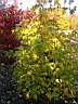 liquidambar_orientalis.jpg