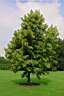 liquidambar_styraciflua_aurea.jpg