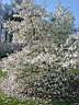 magnolia_kobusnorman_gould.JPG
