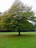 parc_automne_qu_phellos.JPG