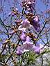 paulownia.jpg