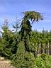 picea_abies_frohburg.jpg