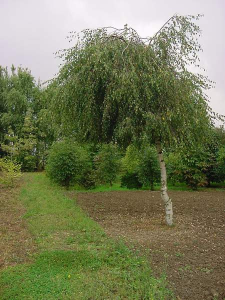 Arbres