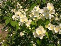 philadelphus.jpg