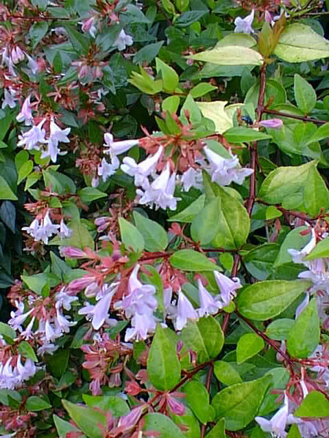 abelia.jpg