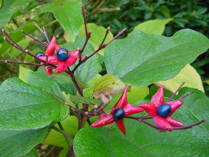 clerodendron%20trichotomum%20fruits.JPG