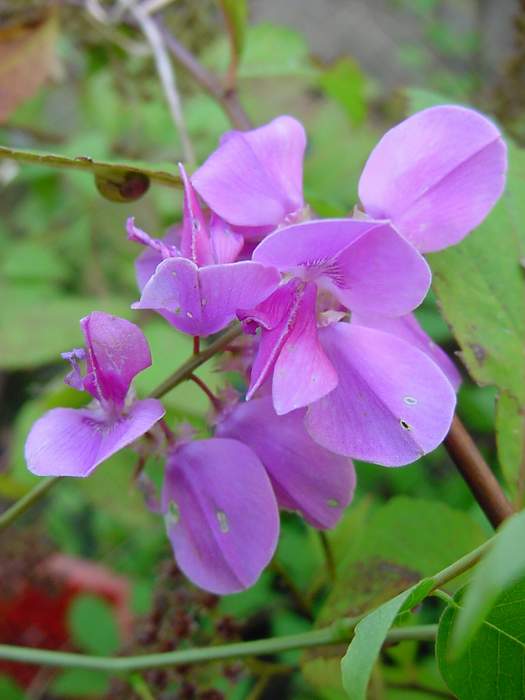 Indigofera Kirilowii
