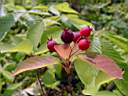 amelanchier_fruits_4.JPG