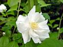 philadelphus_natchez.JPG