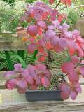 cotinus_bonsai_2.jpg