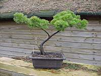 juniperus.JPG