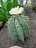 astrophytum_ornatum_subv_glabrescens.JPG