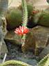 cereus_comarapanus.JPG