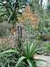 aloe_andringitrensis_5.JPG