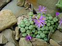 conophytum_minutum.jpg