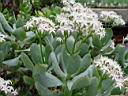 crassula_portulacea_4.JPG