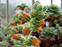 echeveria_pulvinata.JPG