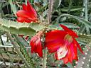 echinocereus_splendens.JPG