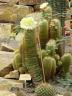 eriocactus_leninghausii_2.JPG