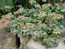 kalanchoe_orgyalis.JPG
