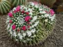 mammillaria_magnimamma_2.JPG
