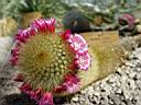 mammillaria_pitcayensis.JPG