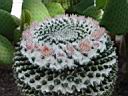 mammillaria_sempervivi_2.JPG