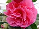 camelia_debbie_3.JPG