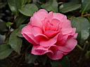 camelia_hiemalis_chansonette.JPG