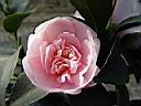 camelia_hiemalis_showa_supreme.JPG