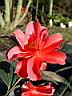 camelia_hyb_freedom_bell_3.JPG