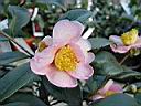 camelia_hyb_frost_princess.JPG