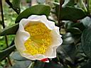 camelia_jap_de_higo_2.JPG