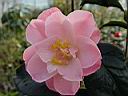 camelia_jap_la_psallette.JPG