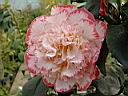camelia_jap_margaret_davis_2.JPG