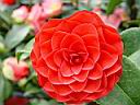 camelia_jap_roger_hall.JPG