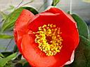 camelia_jap_sylvia.JPG