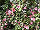 camelia_japonica_inspiration_2.JPG
