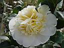 camelia_japonica_jury's_yellow.JPG