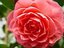 camelia_japonica_rosa.JPG