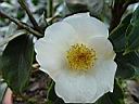 camelia_japonica_shira-tama-benten.JPG