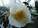 camelia_japonica_shira-tama-benten_2.JPG