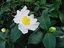 camelia_japonica_ssp_rusticana.JPG