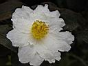 camelia_japonica_ssp_rusticana_5.JPG