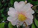 camelia_sasanqua_anne_francoise.JPG