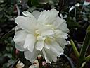 camelia_sasanqua_asakura.JPG
