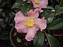 camelia_sasanqua_chateau_de_gaujacq.JPG