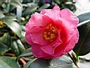 camelia_sasanqua_hiemalis_shishi-gashira.JPG