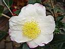 camelia_sasanqua_narumigata.JPG